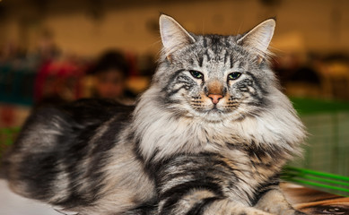 Chat race Maine Coon