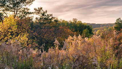Panorama of autumn hills and plants