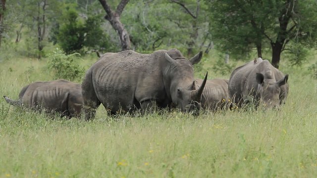 Female rhinoceros with two young calves and a sub adult rhino grazing in green grass of the African wilderness