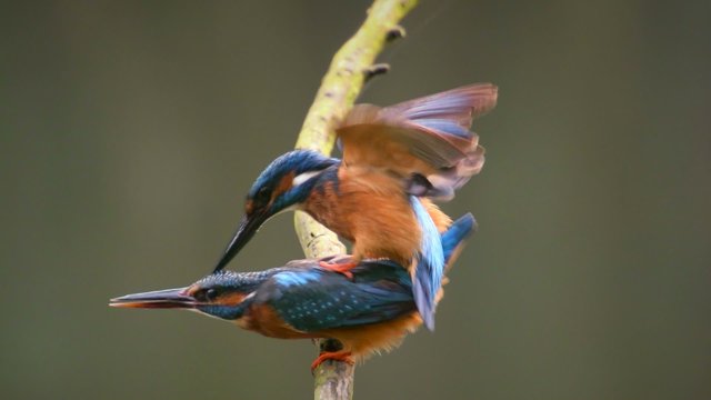 Pair of Common Kingfishers mating on a branch overlooking a small pond. Slow motion clip at half speed.
