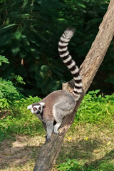 Fototapeta premium Ring-tailed Lemur,Lemur catta