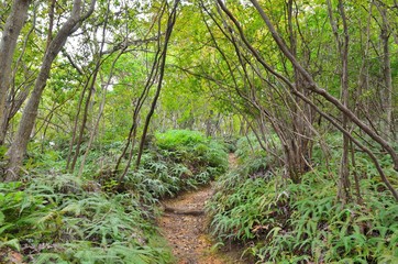 京都一周トレイル　西山コース　松尾山
