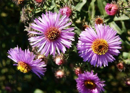 pink asters in a garden close up