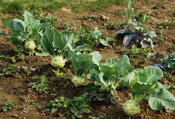 Naklejka premium kohlrabbies growing in a garden on bed