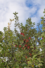 Red apples on tree