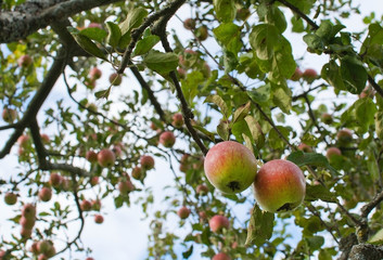 Red apples on tree