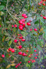 Red hiprose berries