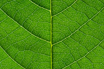 Green leaf background - 93682680
