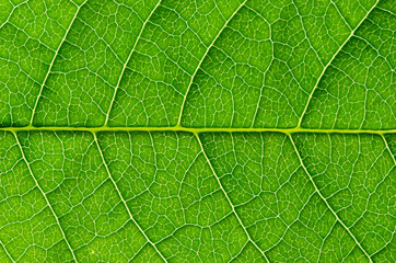 Green leaf background - 93682816