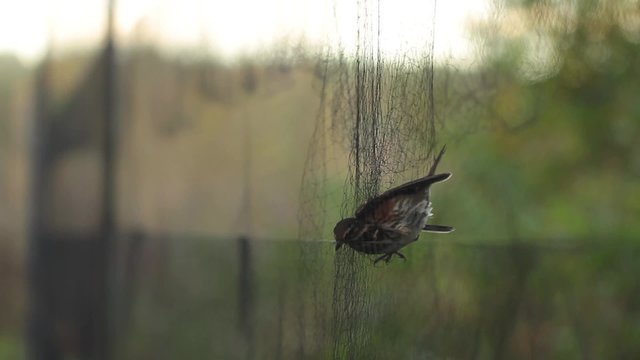 Redwing trapped in a mist net