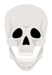 Skull isolated on white