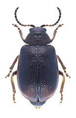 Beetle Lochmaea crataegi