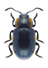 Beetle Hydrothassa marginella