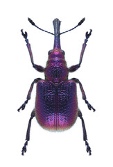 Beetle Rhynchites bacchus