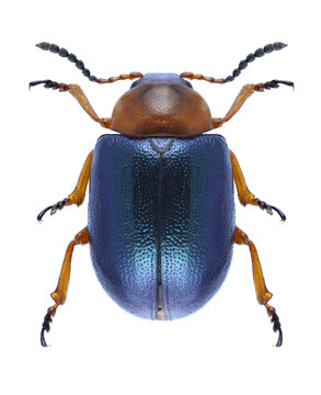 Beetle Gastrophysa polygoni