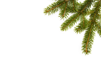 Obraz premium Tannenzweige