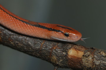 Rote Bambusnatter