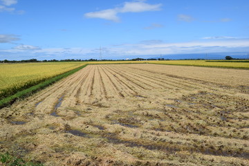 収穫後の田園風景／山形県の庄内地方で、稲の収穫作業が終わった田園風景を撮影した写真です。