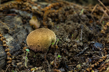 Lycoperdon perlatum.
Small mushroom growing in the forest floor.