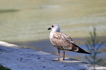 Seagull sitting on a white stone block in the shadow