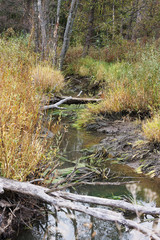 A small river in the forest.