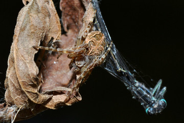 Schilfradspinne hat Libelle eingesponnen