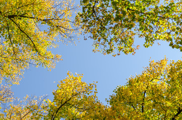 colorful autumn foliage on the trees surrounding a clear blue sky on a beautiful sunny day