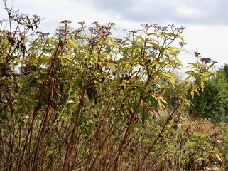 dwarf elder plant with black,toxic berries