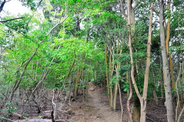 京都一周トレイル　西山コース　松尾山