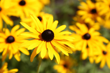 Vibrant Rudbeckia flowers, for backgrounds or textures
