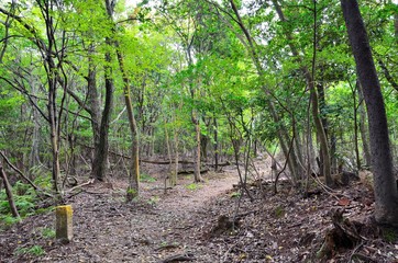 京都一周トレイル　西山コース　松尾山