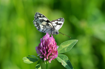 Schachbrettfalter