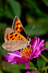 Obraz premium Kleiner Feuerfalter