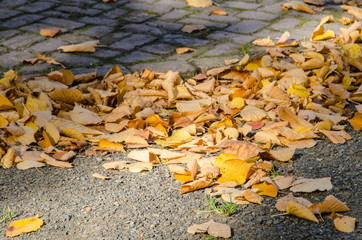 colorful radiant autumn leaves on the ground illuminated by the autumn sun