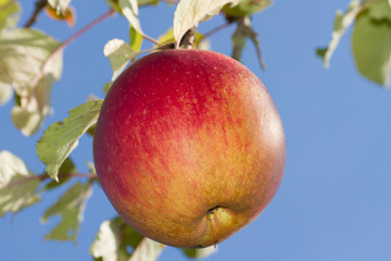 Apfel