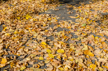 park ground covered by fallen autumn leaves