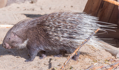 Weißschwanz-Stachelschwein