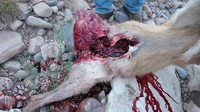 Dead deer after being cleaned by hunter P HD 9549