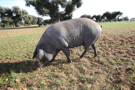 cerdos ibericos