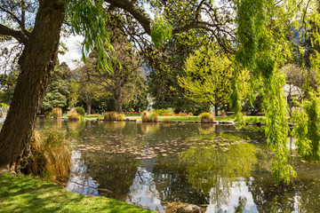 pond in garden