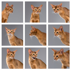 Purebred abyssinian young cat portrait on gray background