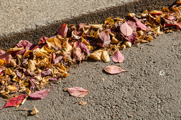 close-up of sun lit pile of colorful autumn leaves on the ground at the curb
