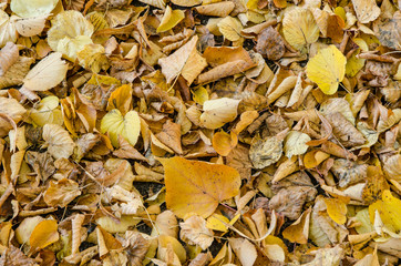 background of autumn leaves on the ground