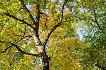 Beautiful radiant foliage colors on the trees lit by the autumn sun