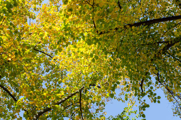 beautiful autumn foliage high in the trees on a clear sunny day