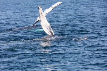 Whale, cape cod