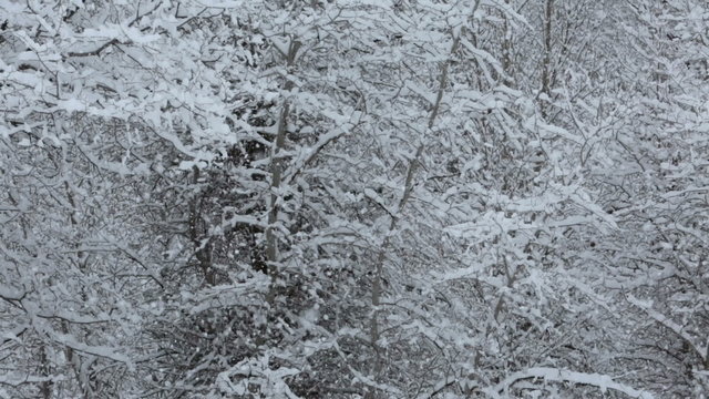 Winter snow blizzard mountain forest trees fast timelapse