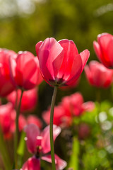 pink tulip
