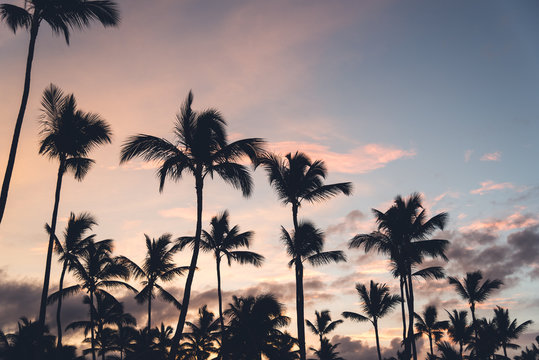 Pink sunset with silhouettes of palm trees