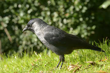 Jackdaw,  Corvus monedula